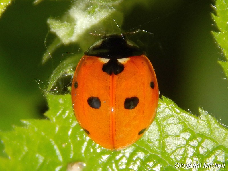 Coccinellidae:  Hippodamia variegata